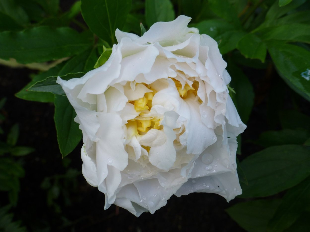 Cheddar Surprise пион