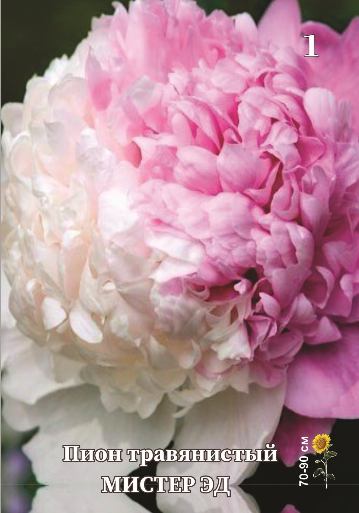 Пион молочноцветковый 'Mister ed'