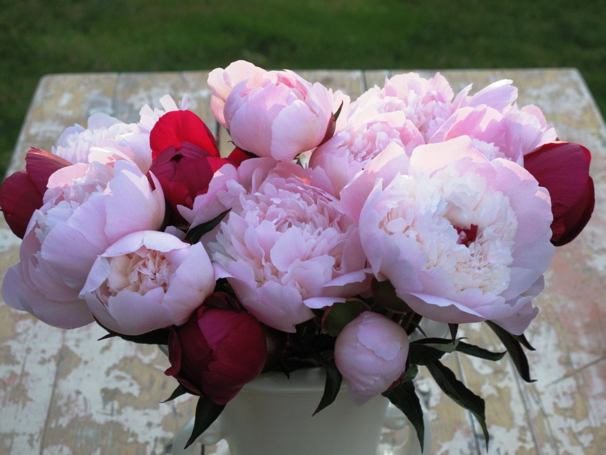 Нежные пионы