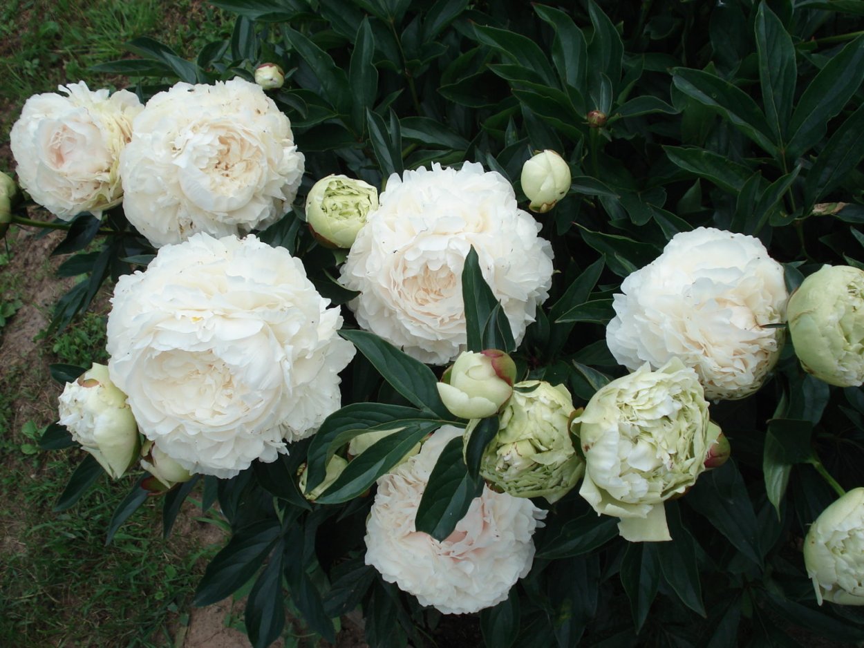 Пион молочноцветковый Соланж