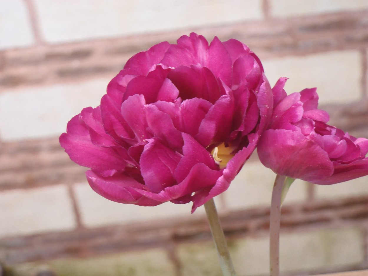 Пион травянистый пурпурная феерия