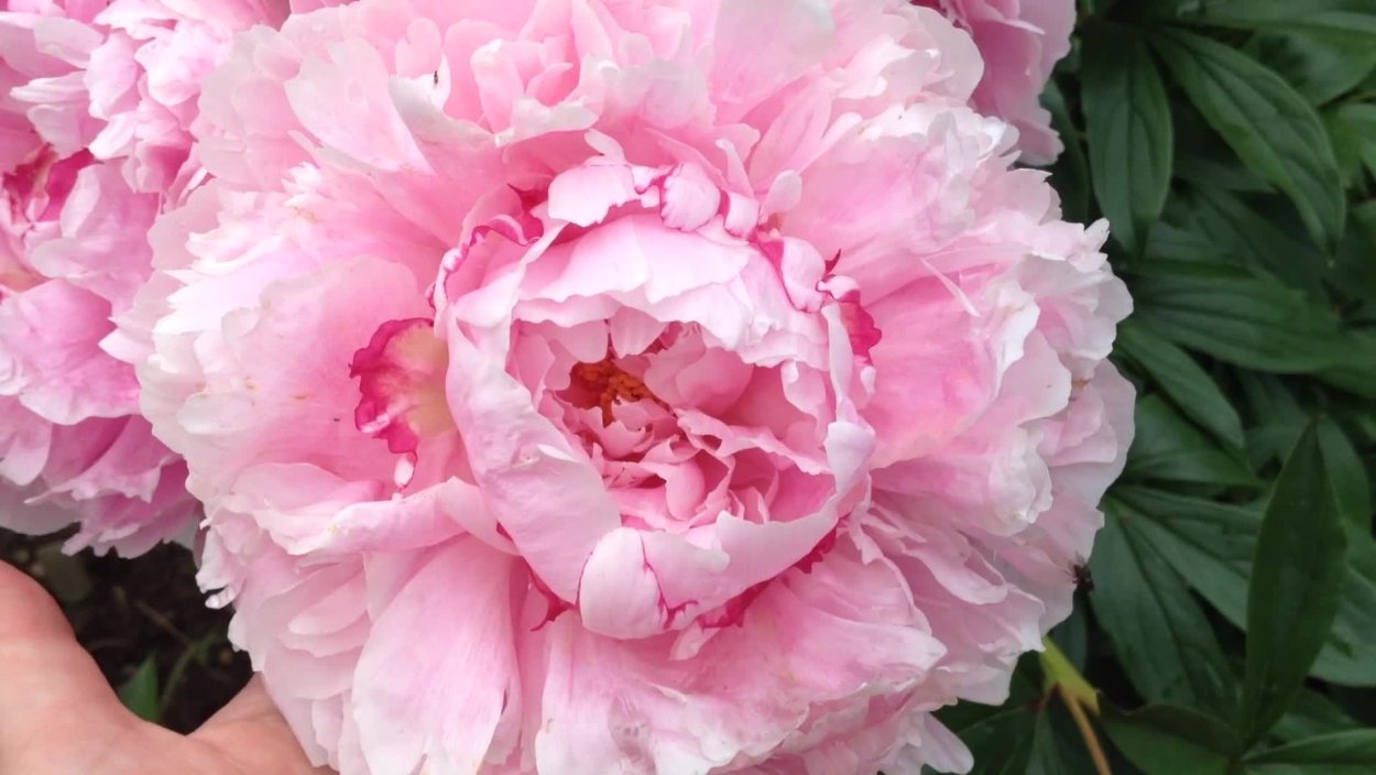 Пион Альберт Крусс