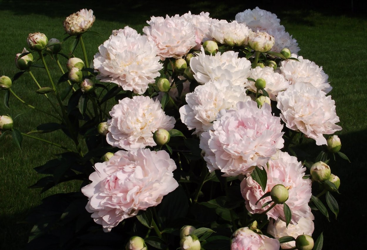 Пион Глэдис Хадсон