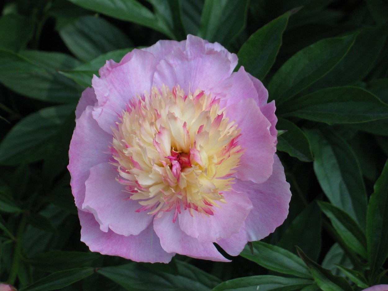 Пион Zhemchuzhnaya Rossip