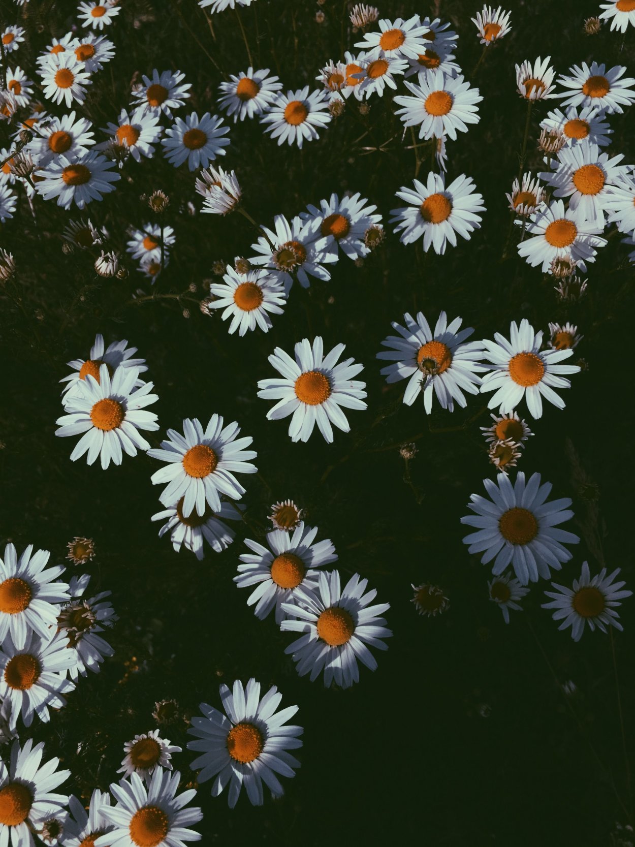 Ромашки инди КИД