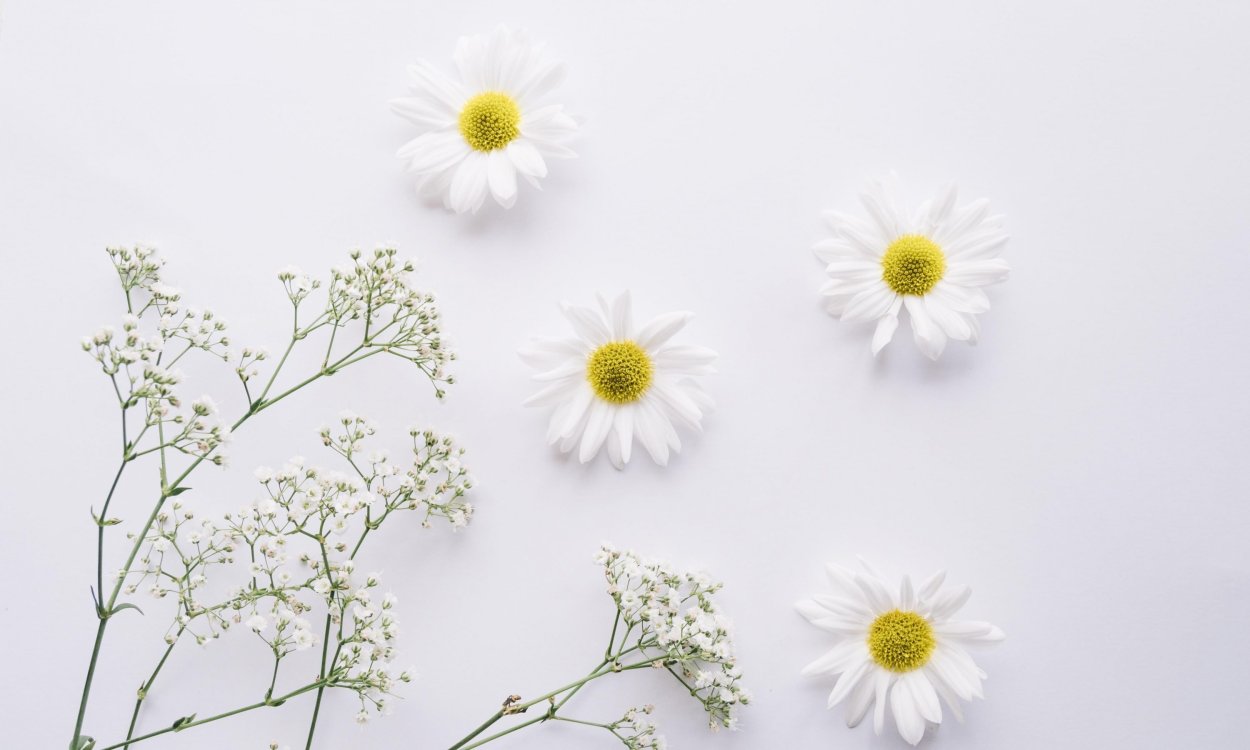 Ромашки Эстетика