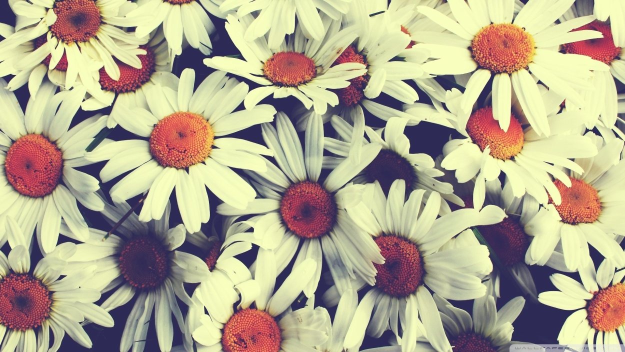 Букет ромашек