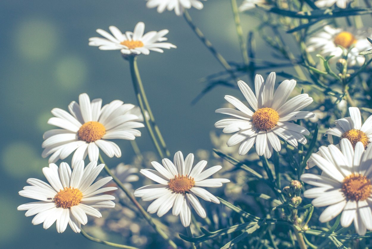 Ромашки на рабочий стол
