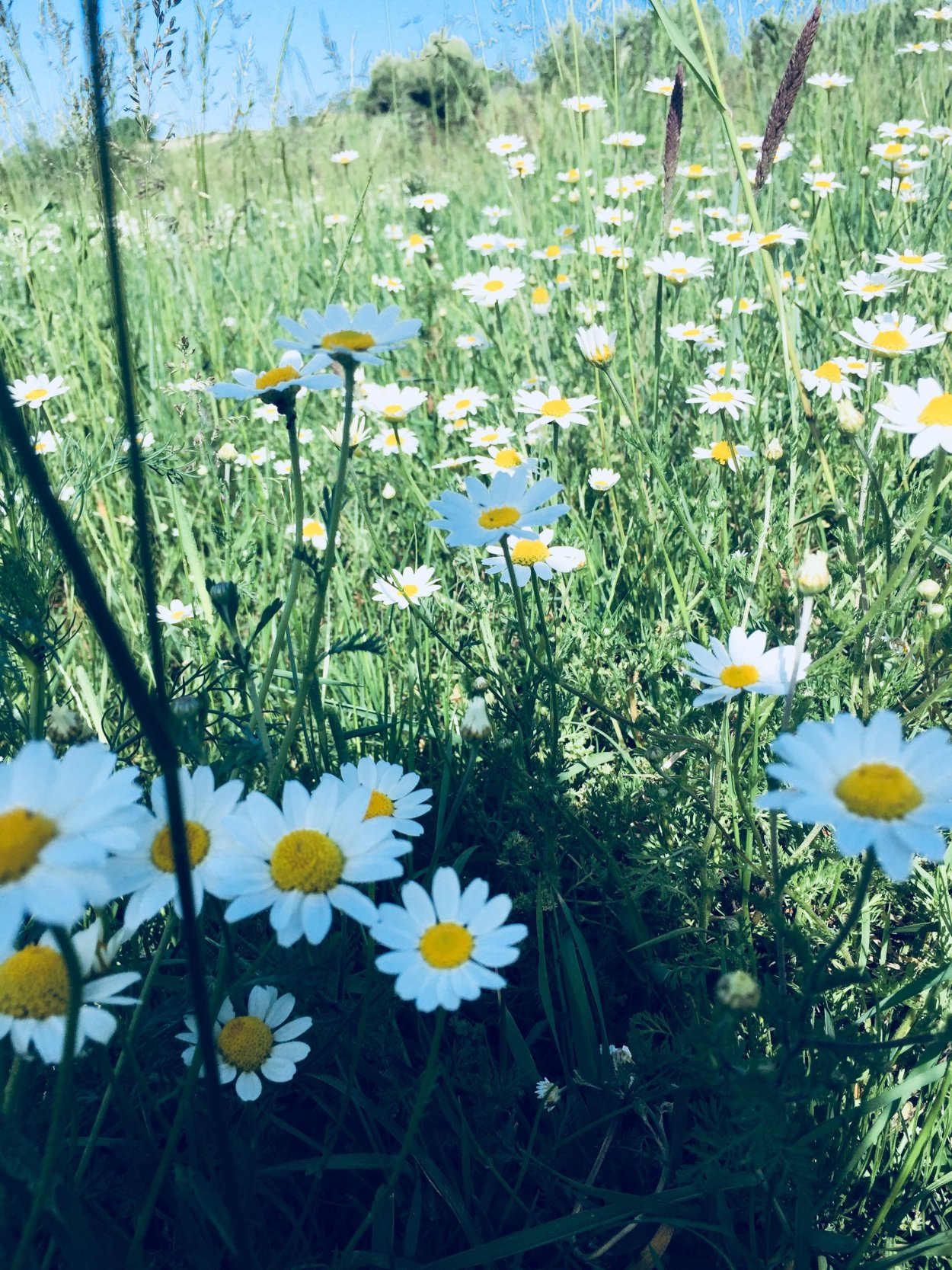 Поле ромашек картинки