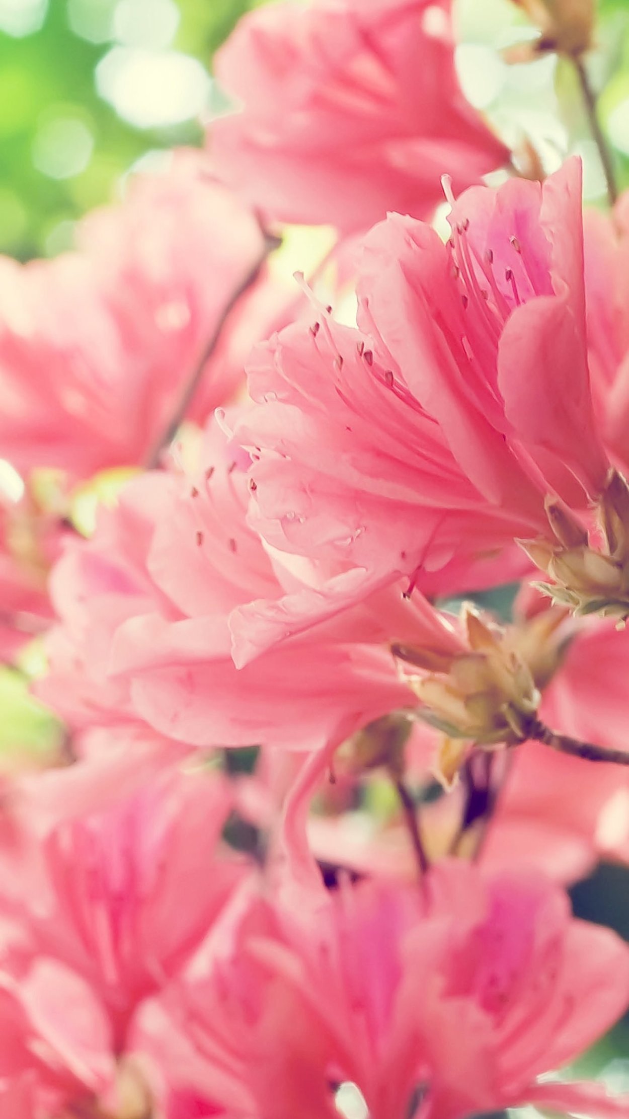 Розовые цветы