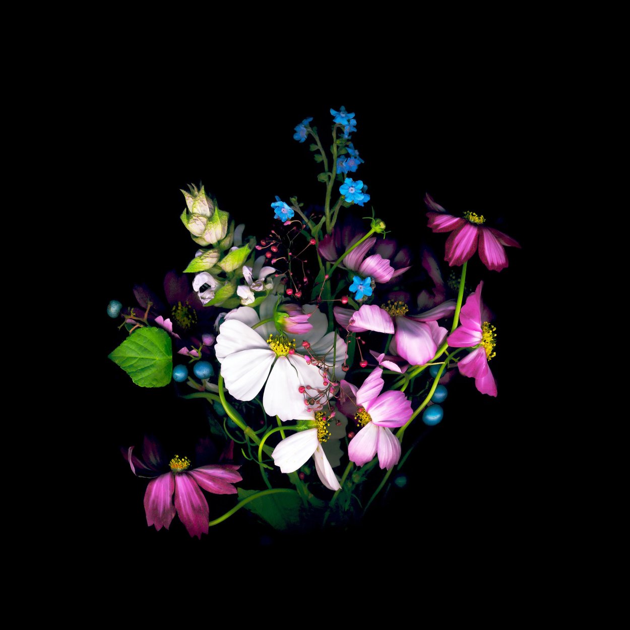 Яркие цветы на черном фоне