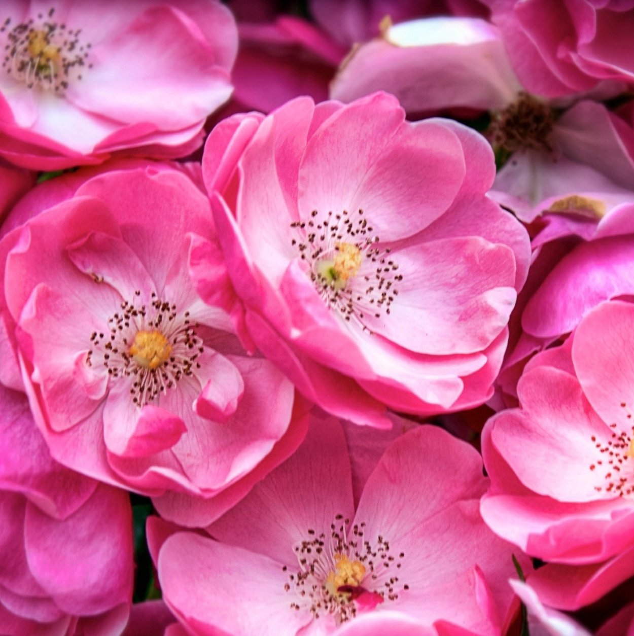 Розовые цветы