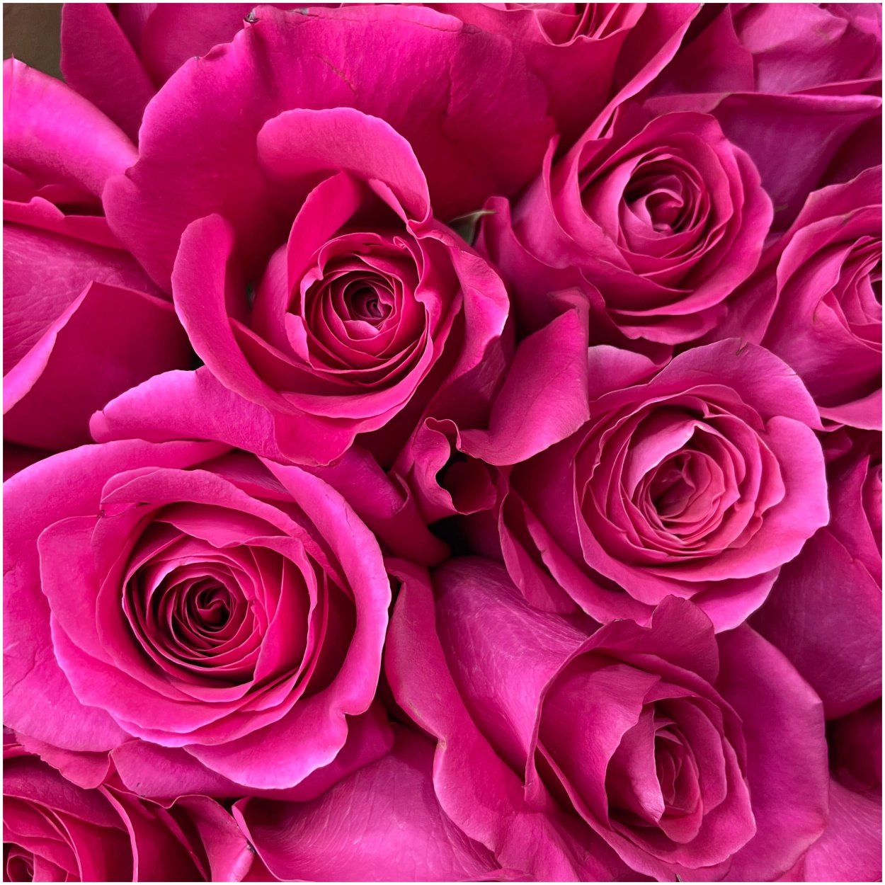 Розы и фуксии