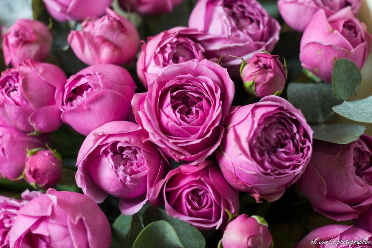 Пионовидная роза Мисти Баблс