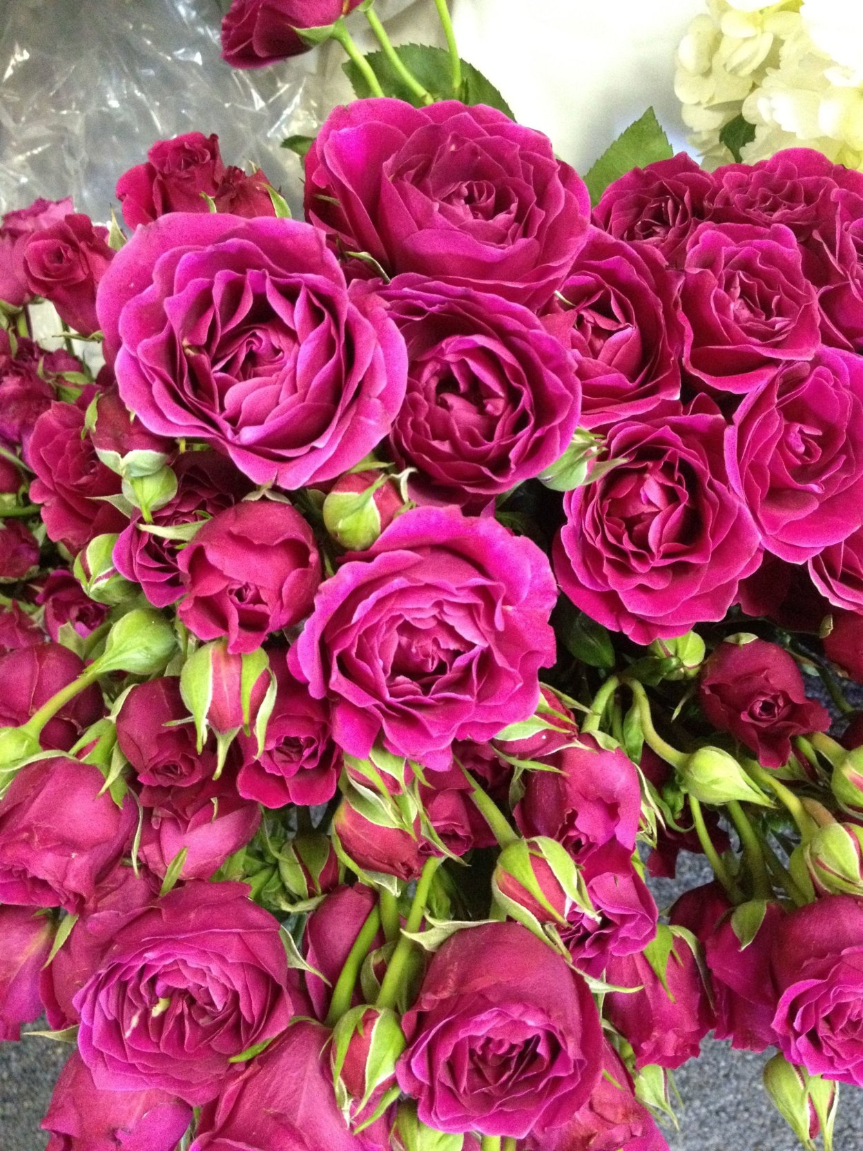 Пионовидная роза фуксия