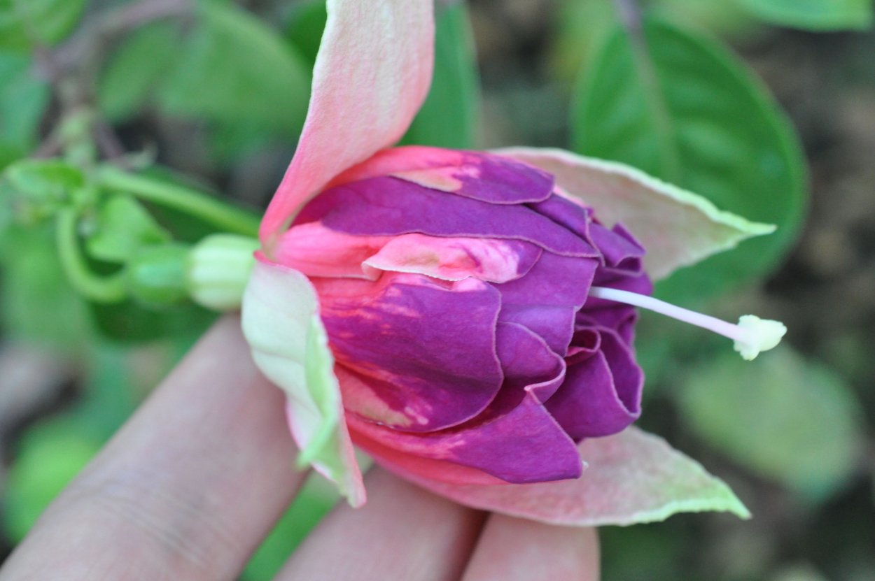 Цветы розы фуксия/12шт