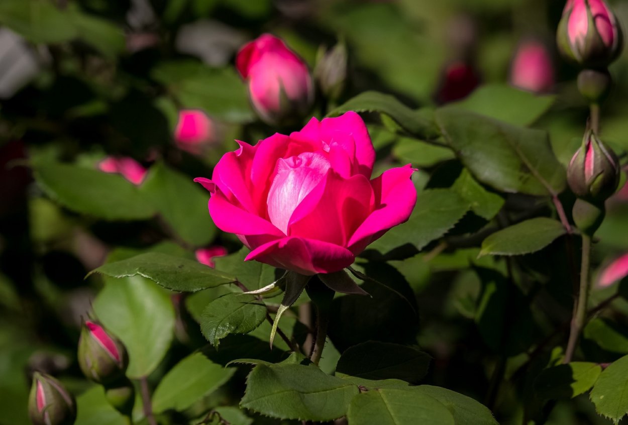 Куст роз темно розовых