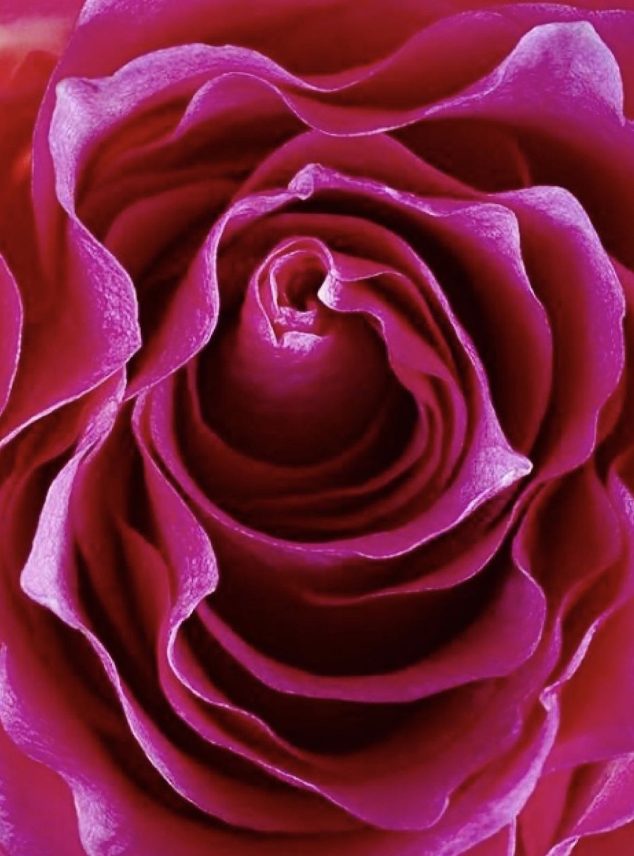 Маджента, фуксия (пурпурный)