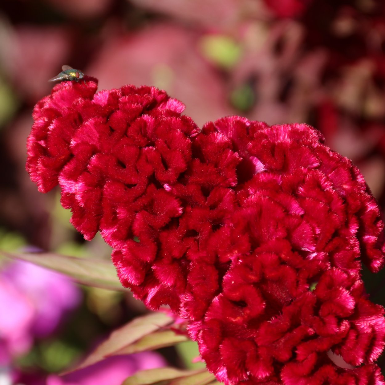 Цветы целозия