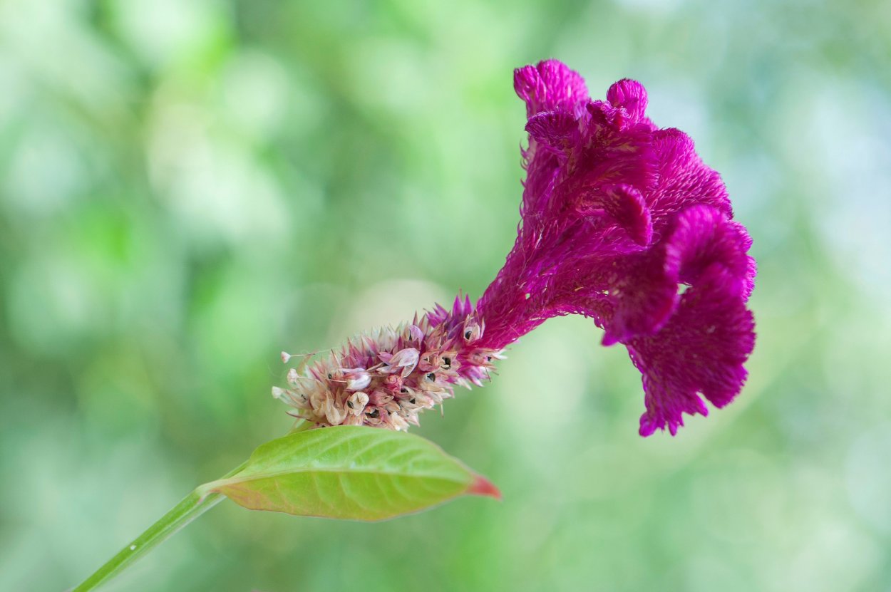 АНОДА гребенчатая