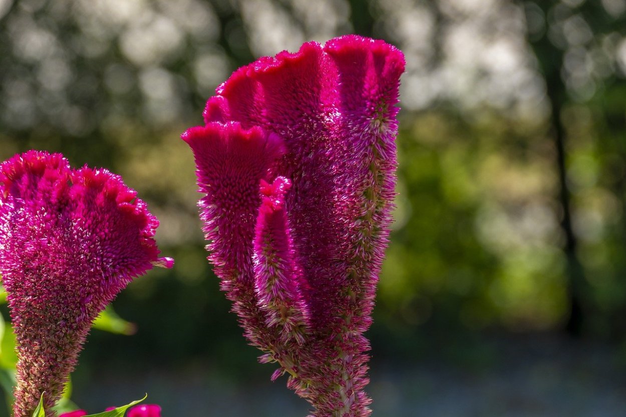 Цветы Петушки гребешки целозия