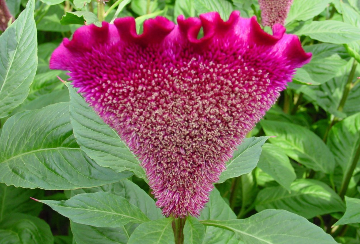 Целозия Кристата