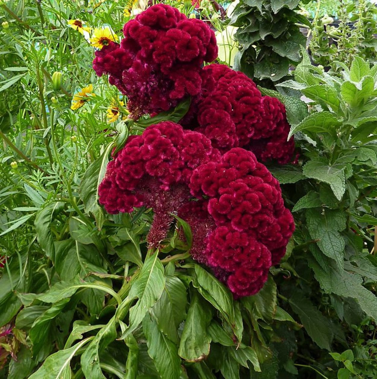 Целозия тореадор