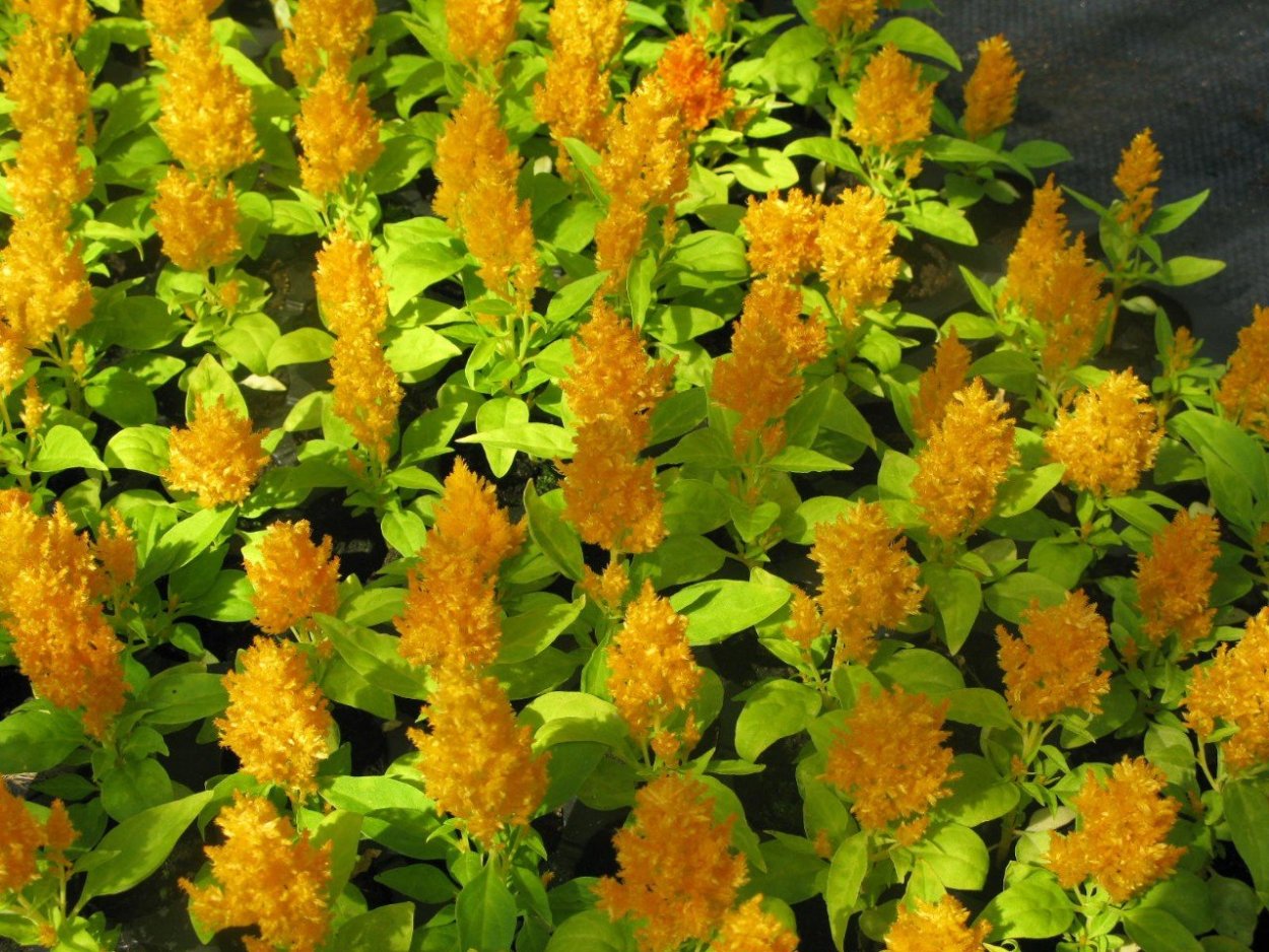 Целозия перистая кимоно Еллоу