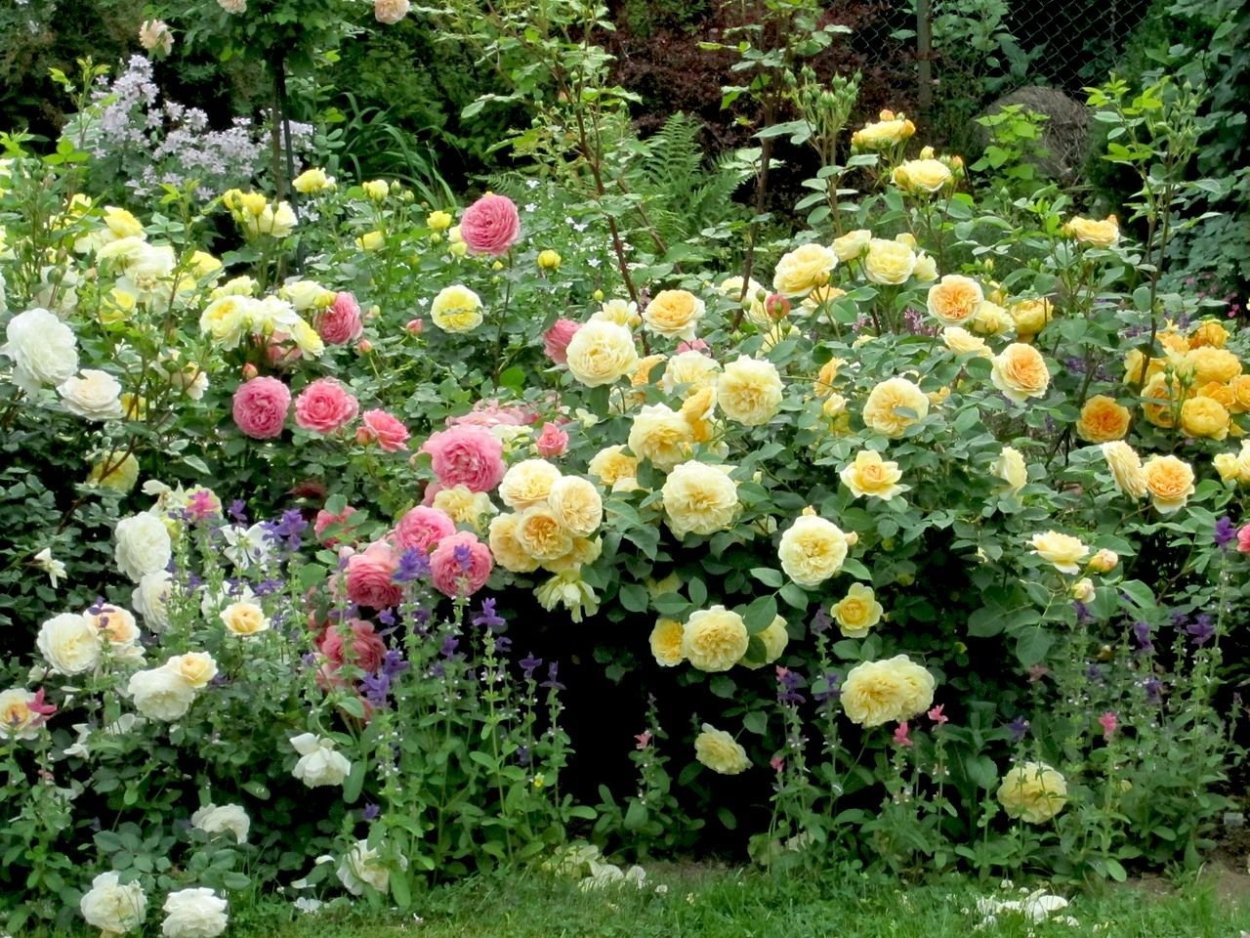 Роза Тизинг Джорджия