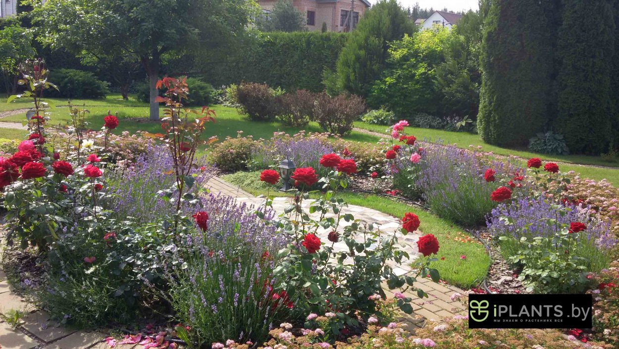 Сады Александра Сапелина