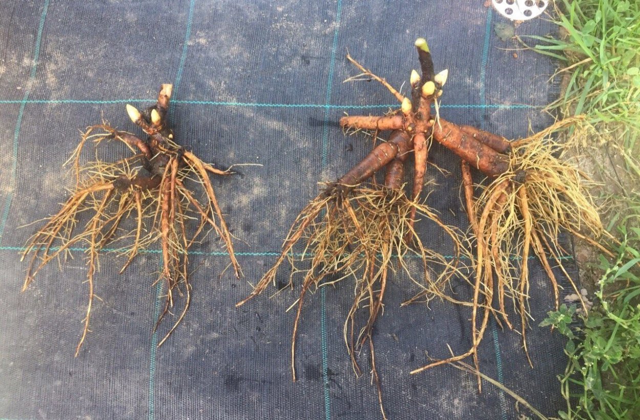 Деленка пиона