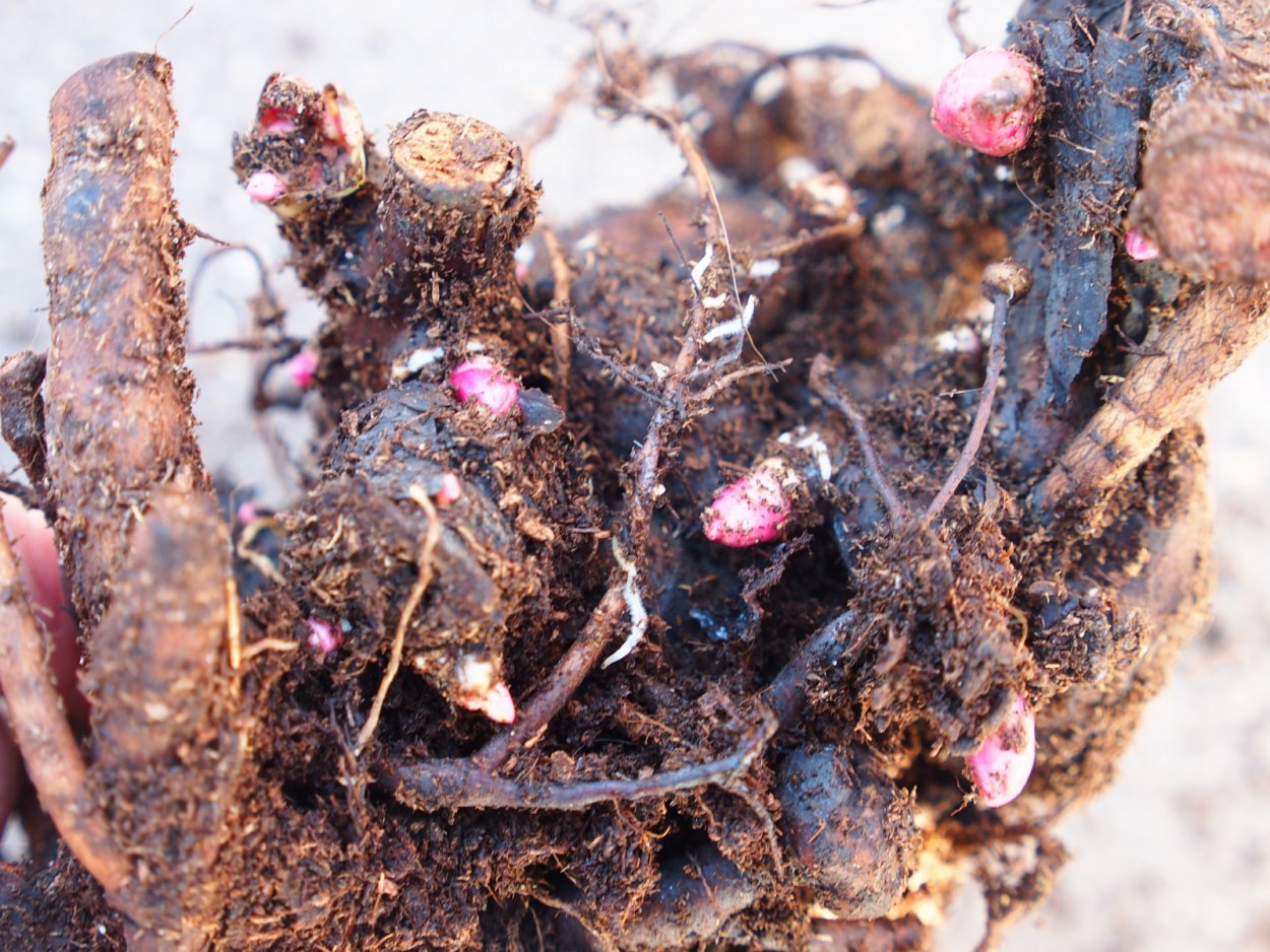 Галловая нематода пионов