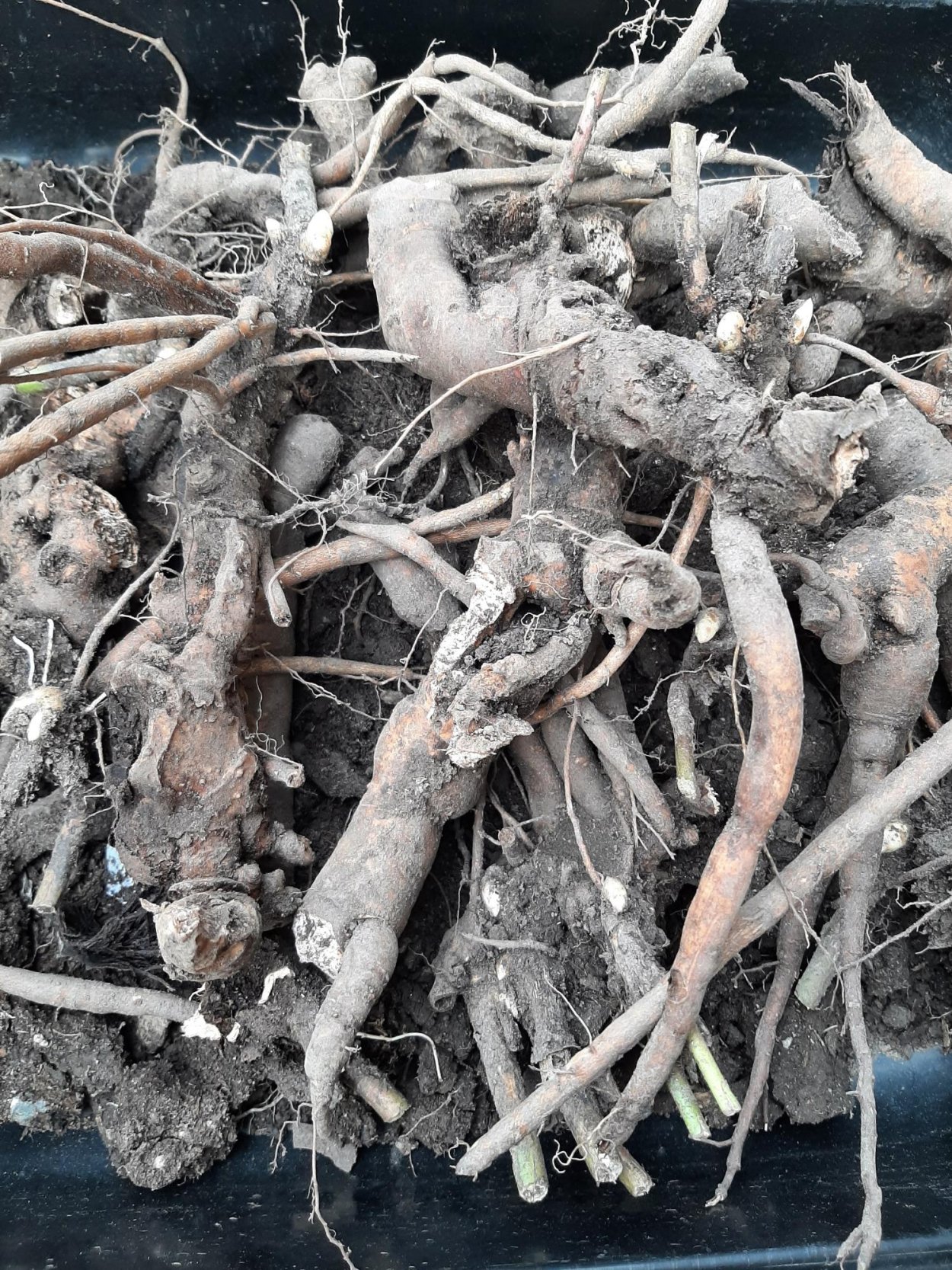 Пионы корни съедобные