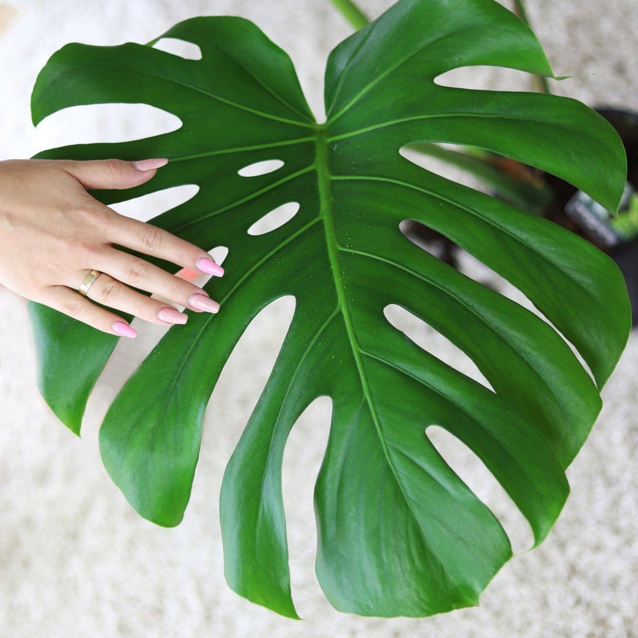 Монстера деликатесная (Monstera deliciosa)