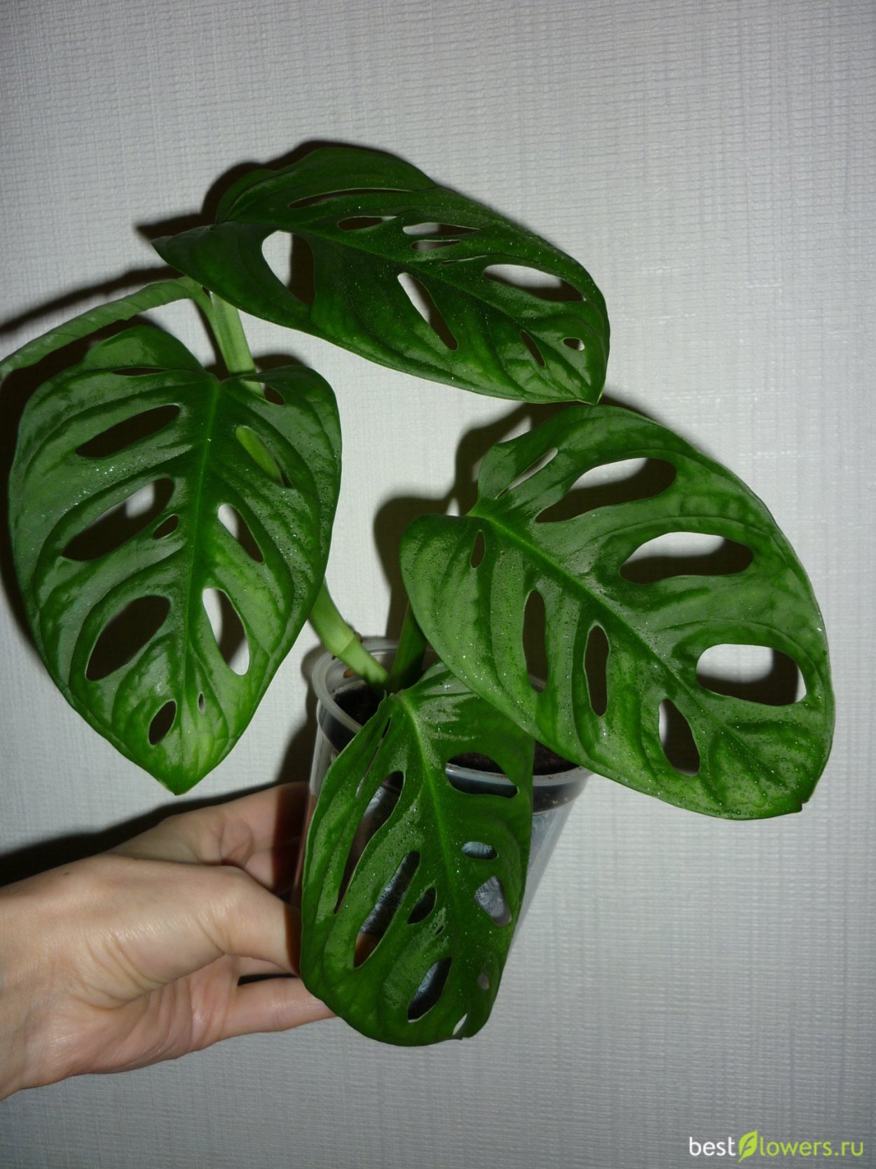 Монстера Фридрихшталя