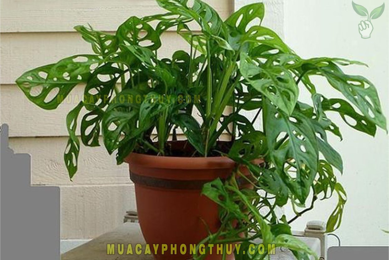 Монстера obliqua leichtlinii