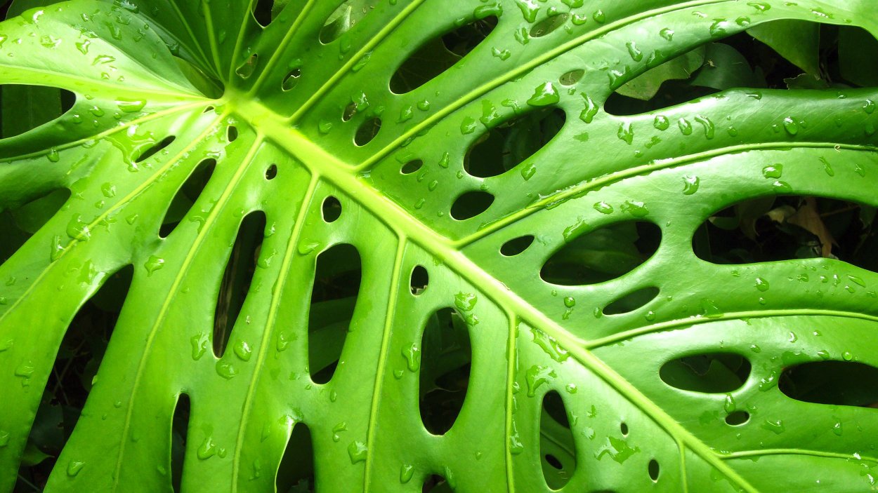 Растение с дырявыми листьями