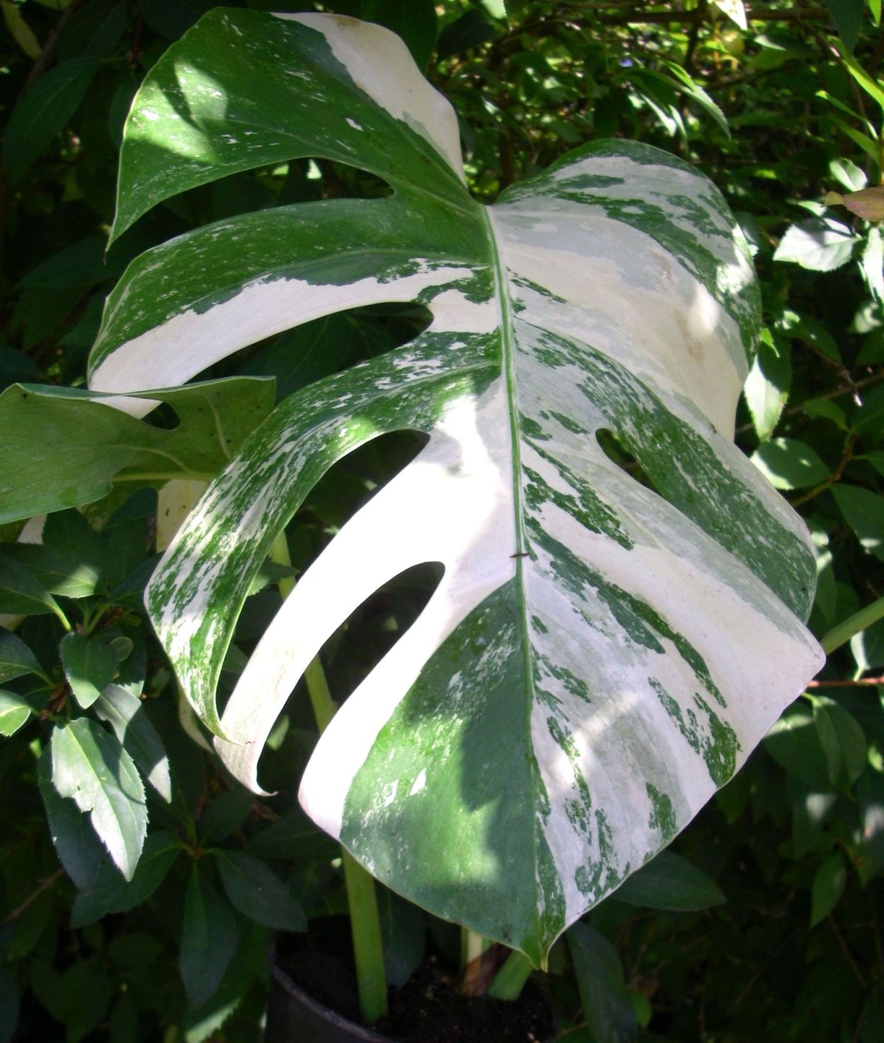 Монстера Альба Вариегата