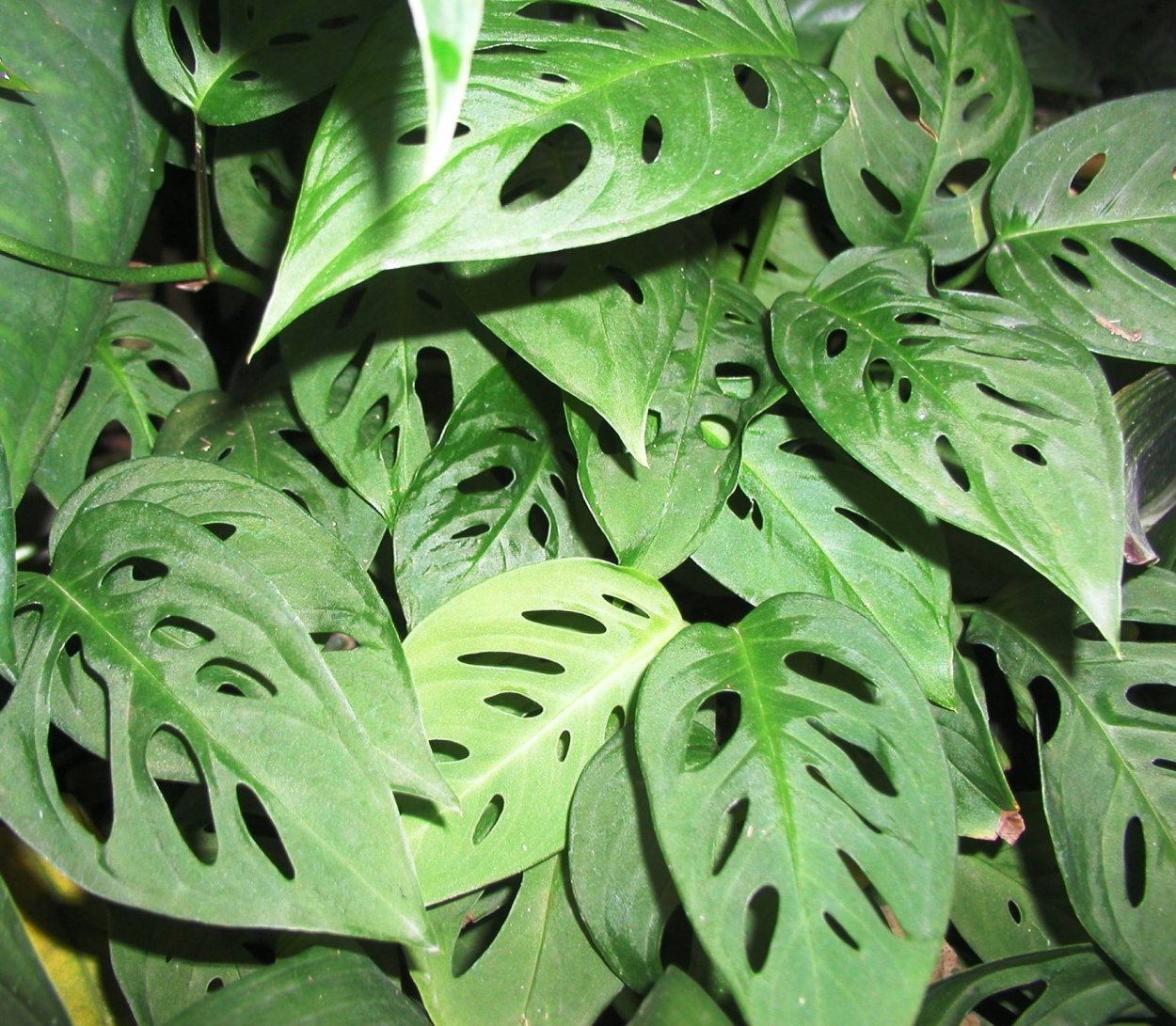 Монстера obliqua (Monstera)