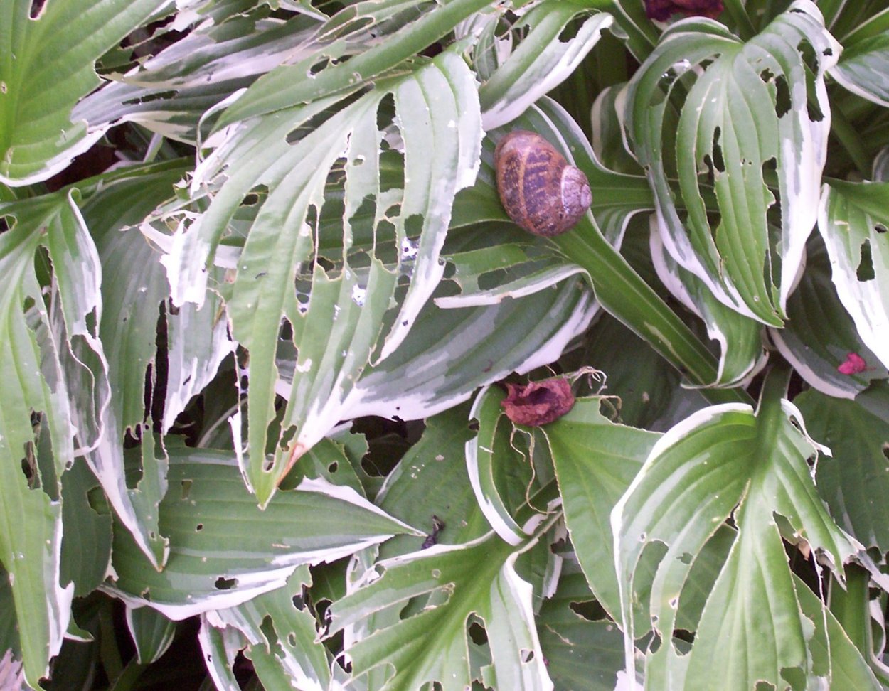 Серая гниль Хоста