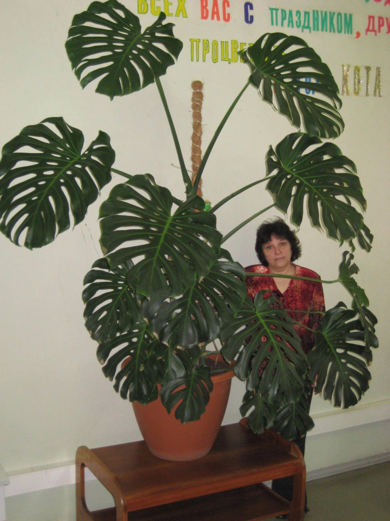 Пальма монстера