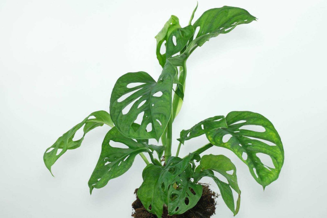 Монстера Адансона