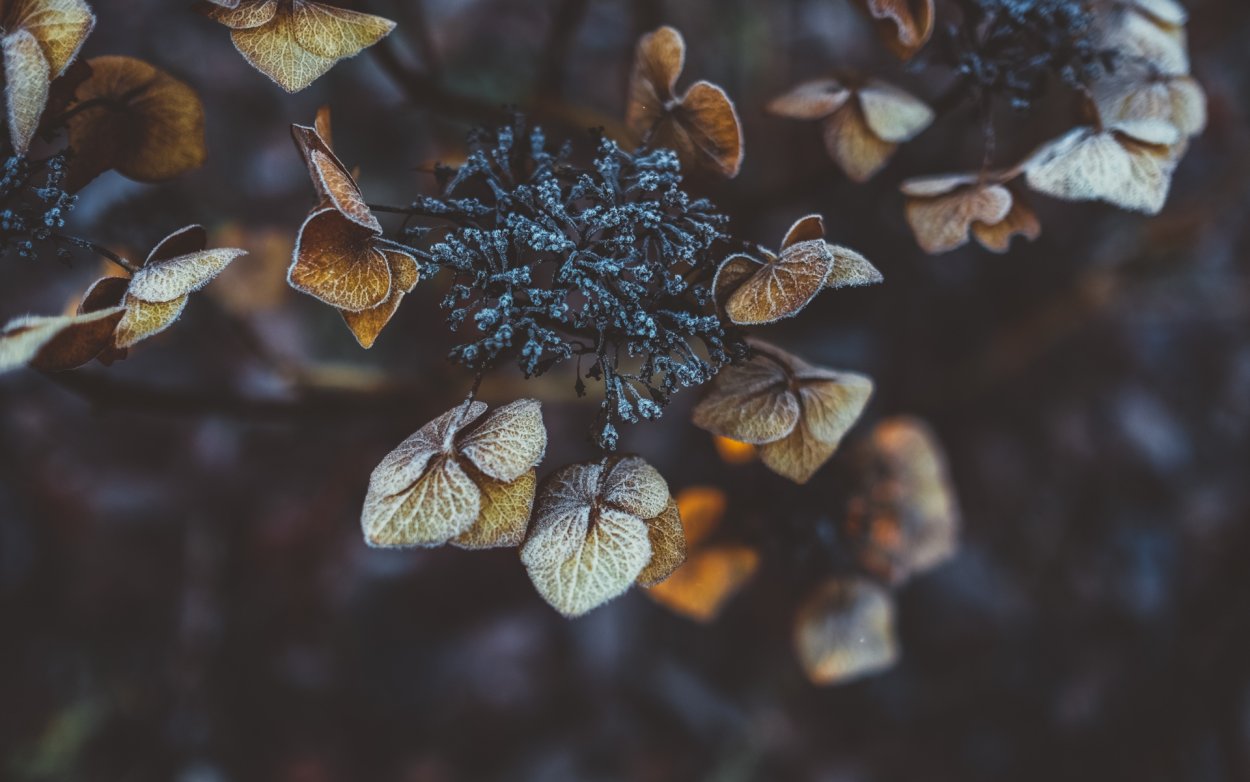 Коричневые цветы