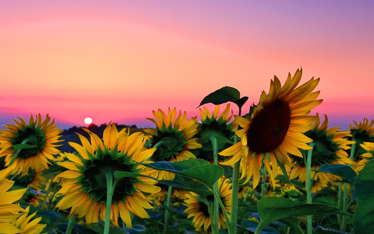 Подсолнухи на закате