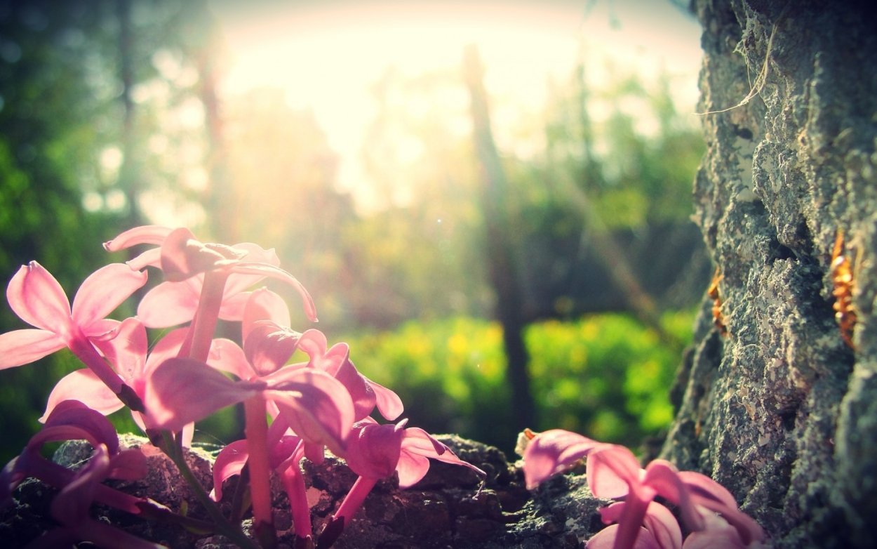 Нежные Лесные цветы