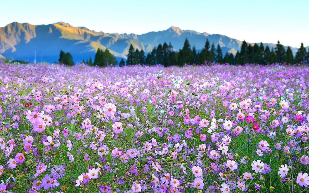 Горы Алтая Альпийские Луга