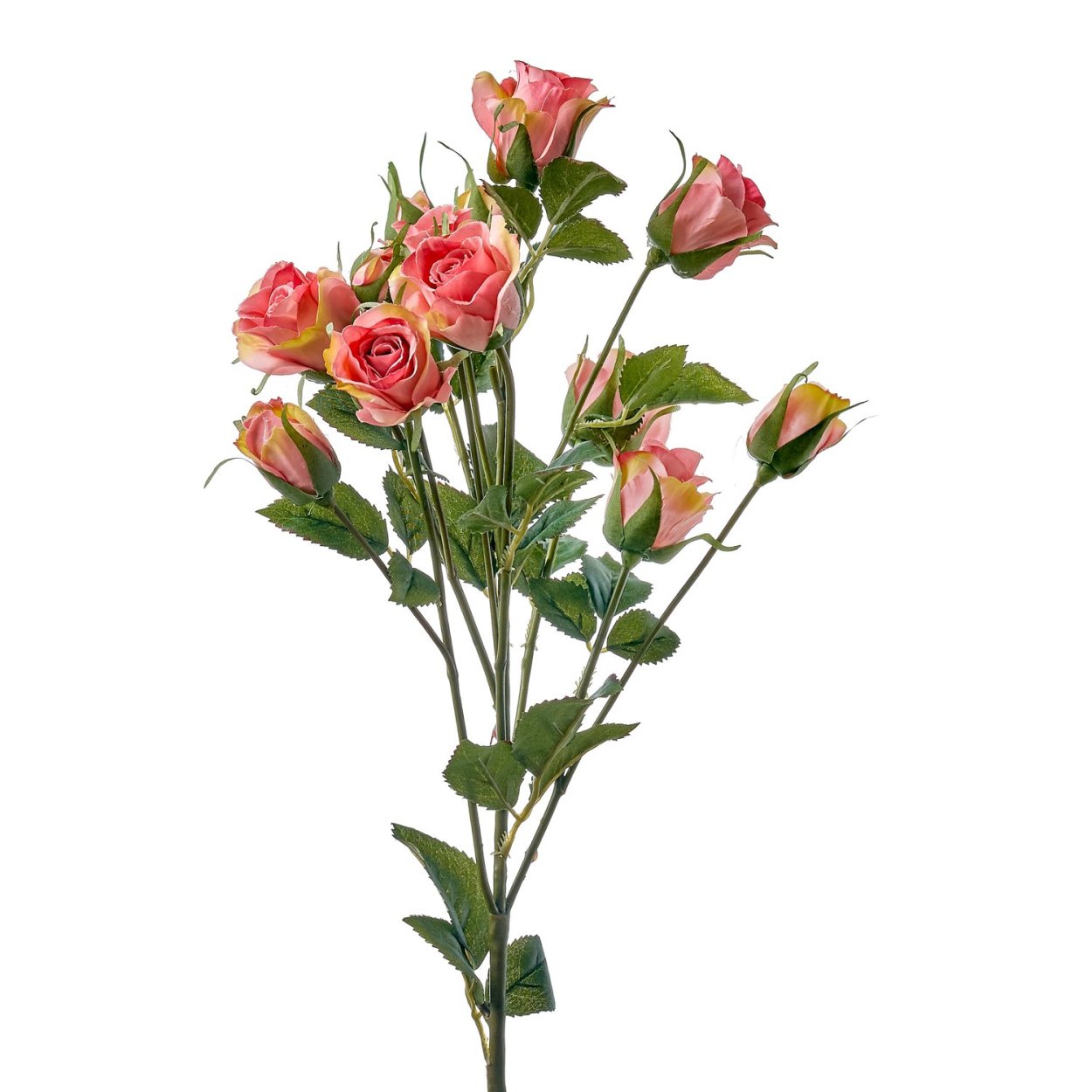 Роза куст Барбадос