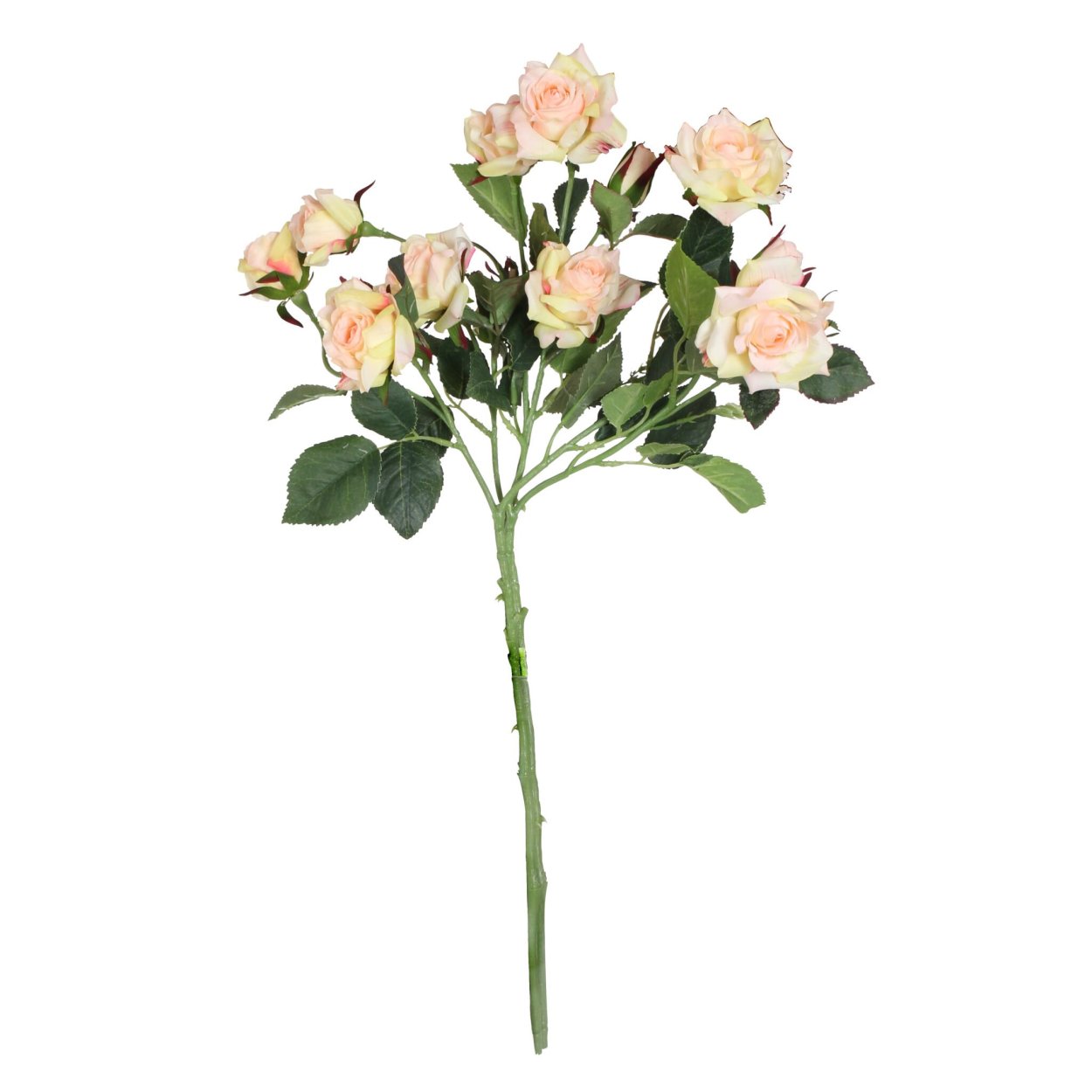 Роза кустовая Хелена