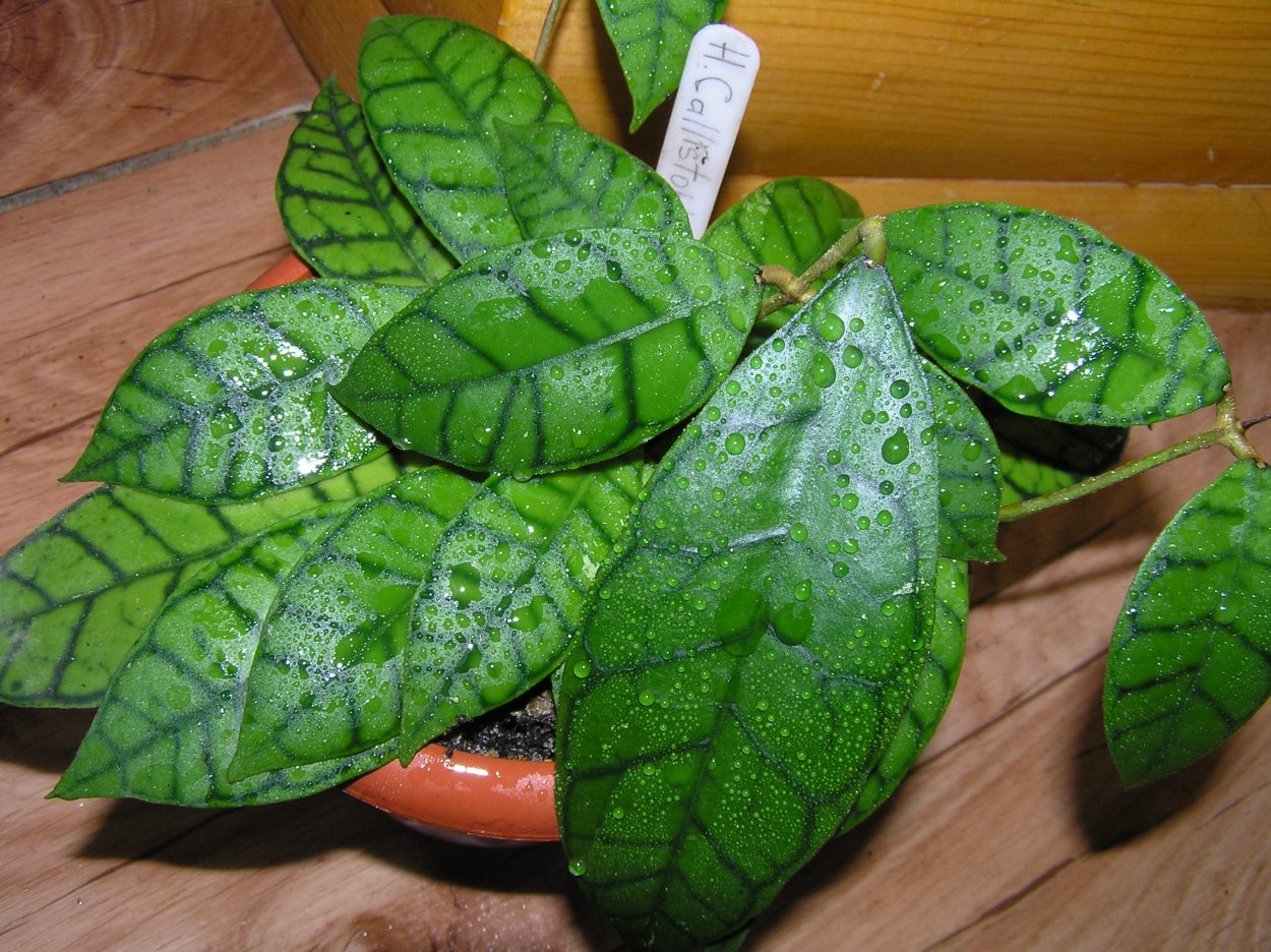 Хойя callistophylla