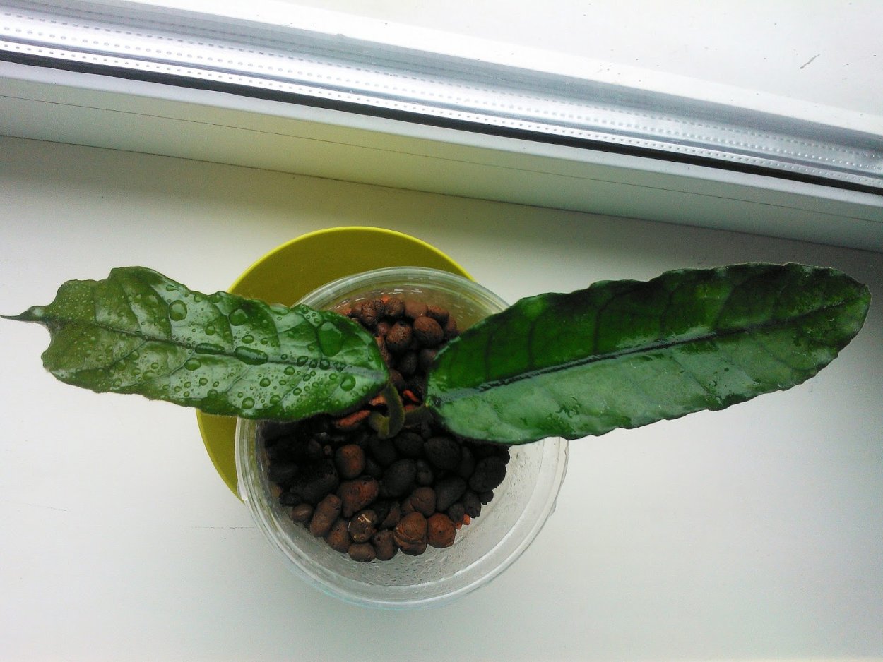 Хойя villosa long